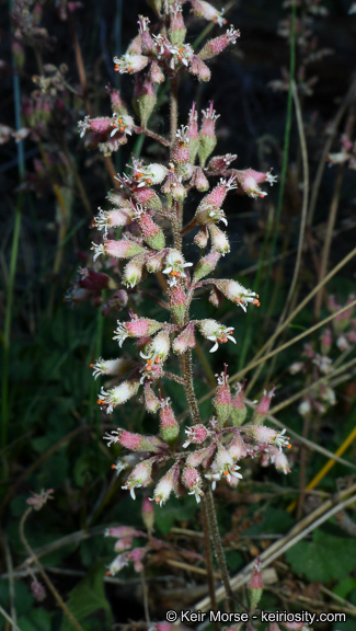 Image of Mill Creek alumroot