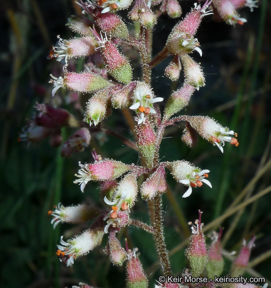 Image of Mill Creek alumroot