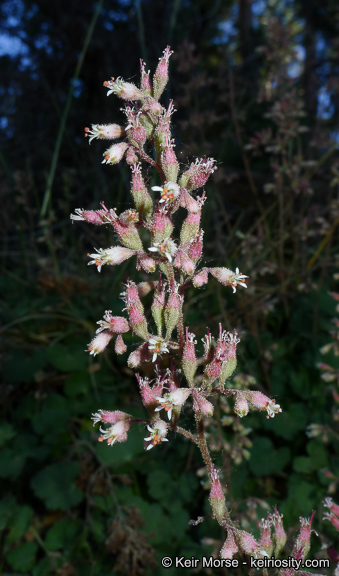 Image of Mill Creek alumroot