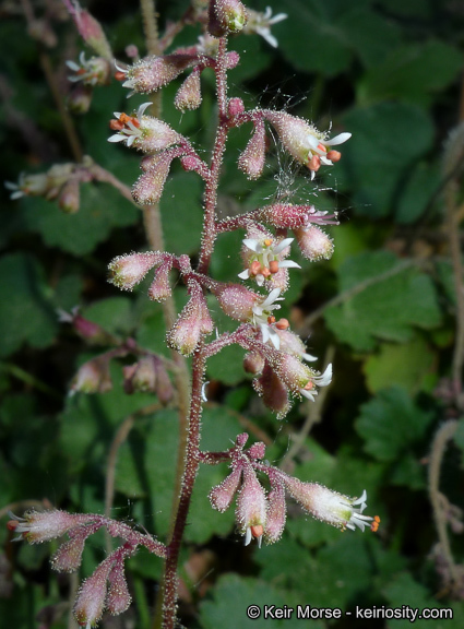 Image of Mill Creek alumroot