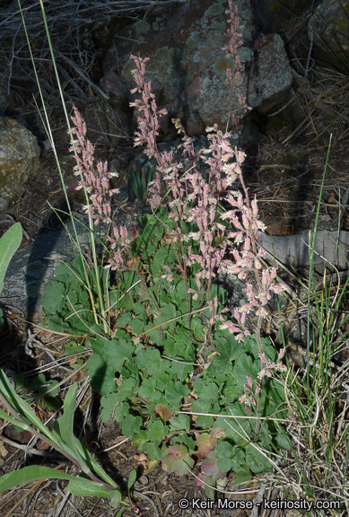 Image of Mill Creek alumroot