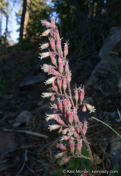 Image of Mill Creek alumroot