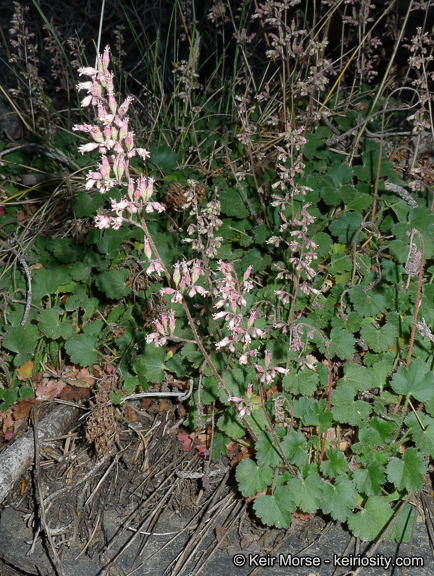 Image of Mill Creek alumroot