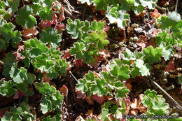 Image of Mill Creek alumroot