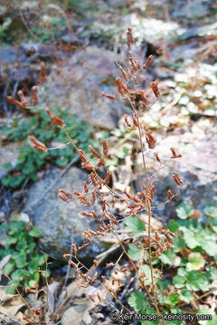 Image de Heuchera hirsutissima C. O. Rosend. Butters & Lakela