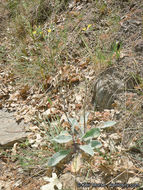 Image of <i>Hieracium argutum</i>