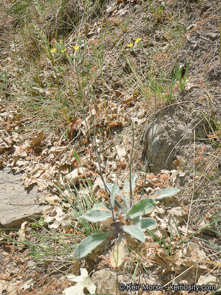 Image of <i>Hieracium argutum</i>