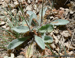 Слика од <i>Hieracium argutum</i>