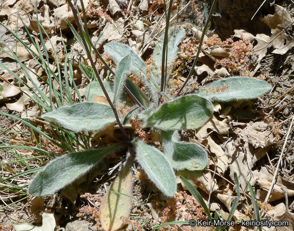 Слика од <i>Hieracium argutum</i>