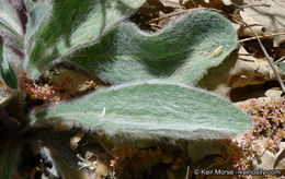Слика од <i>Hieracium argutum</i>