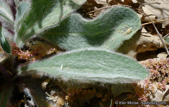 Слика од <i>Hieracium argutum</i>