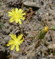 Слика од <i>Hieracium argutum</i>