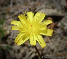 Слика од <i>Hieracium argutum</i>