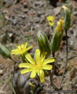 Слика од <i>Hieracium argutum</i>