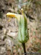 Слика од <i>Hieracium argutum</i>