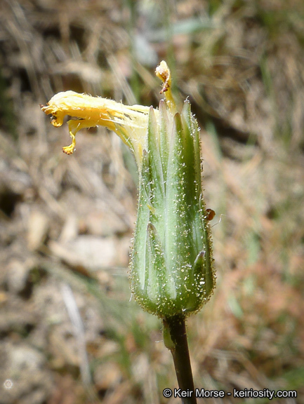 Слика од <i>Hieracium argutum</i>