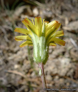 Слика од <i>Hieracium argutum</i>