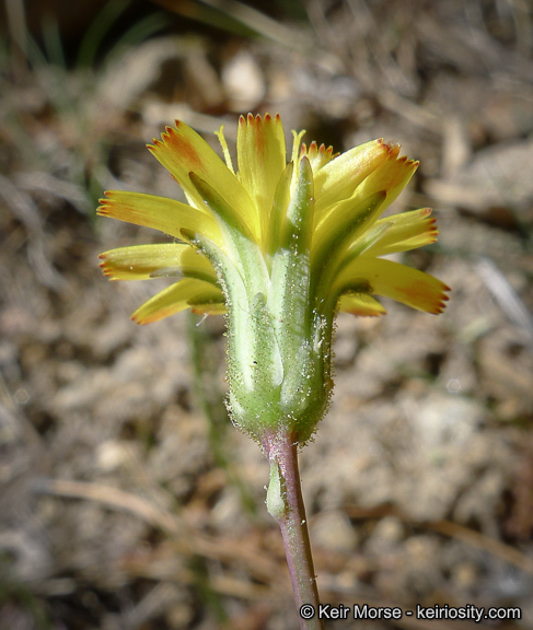Слика од <i>Hieracium argutum</i>