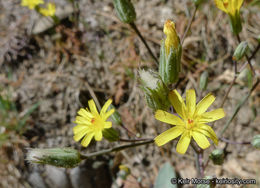 Слика од <i>Hieracium argutum</i>