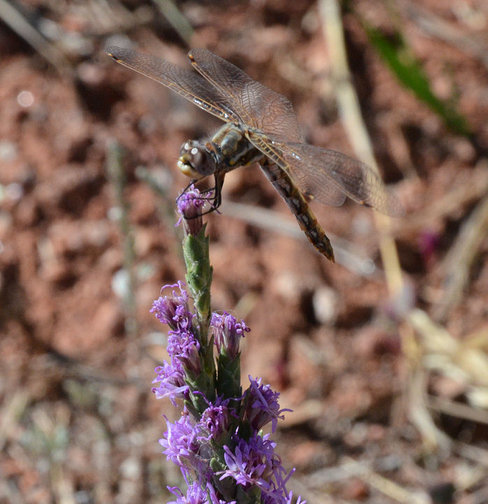 Image of Variegated Meadowhawk