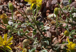 Image of hairy false goldenaster