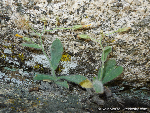 Image of <i>Hieracium horridum</i>