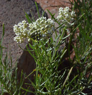 Imagem de Asclepias pumila (Gray) Vail