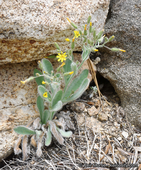 Image of <i>Hieracium horridum</i>