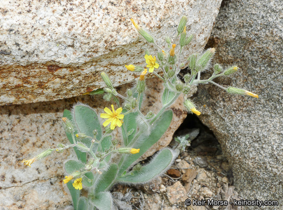 Image of <i>Hieracium horridum</i>