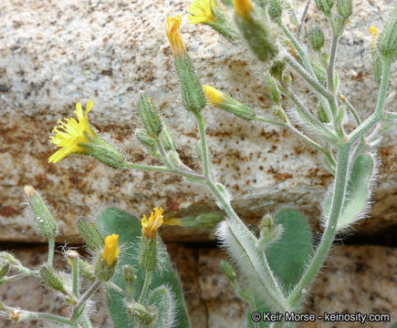 Image of prickly hawkweed