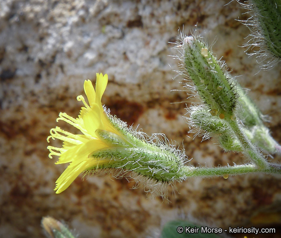 Image of <i>Hieracium horridum</i>