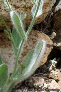 Image of <i>Hieracium horridum</i>