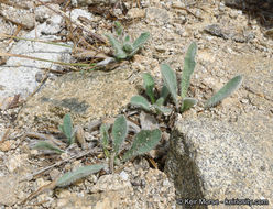 Image of <i>Hieracium horridum</i>