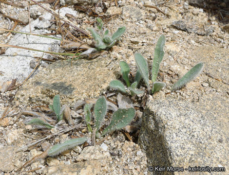 Image of prickly hawkweed