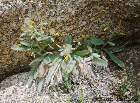 Слика од <i>Hieracium horridum</i>