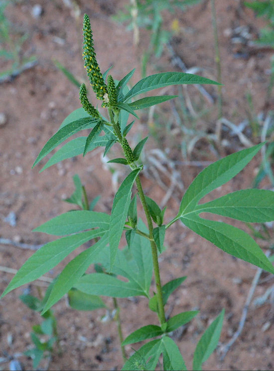 Image of great ragweed