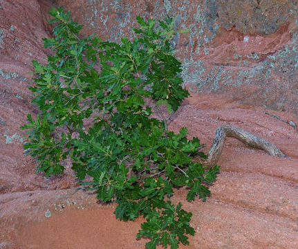 Image of Gambel Oak