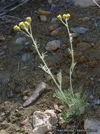 Image of fineleaf hymenopappus