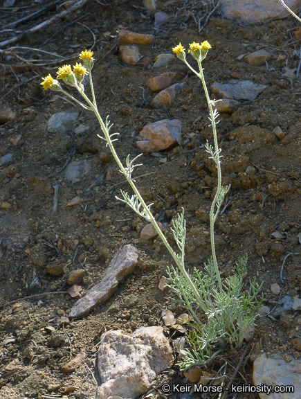 Plancia ëd Hymenopappus filifolius var. lugens (Greene) Jepson