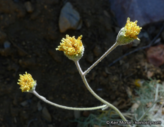 Plancia ëd Hymenopappus filifolius var. lugens (Greene) Jepson