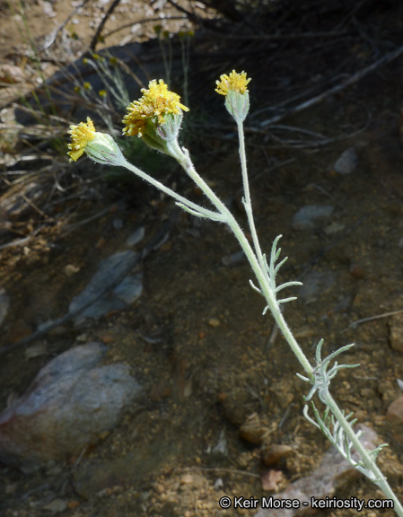 Image of fineleaf hymenopappus