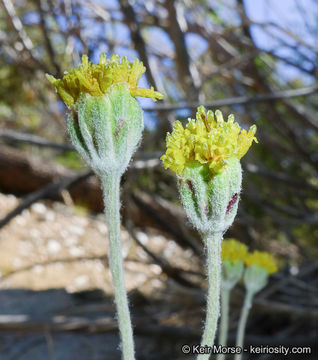 Image of fineleaf hymenopappus