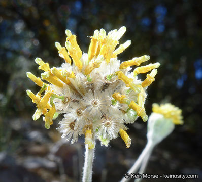 Image of fineleaf hymenopappus