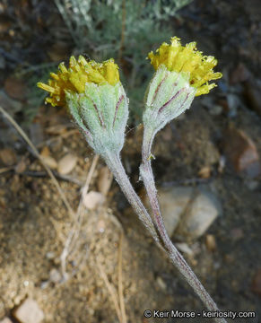 Image of fineleaf hymenopappus