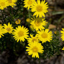 Image of Cottony Golden-Aster