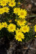 Chrysopsis gossypina subsp. hyssopifolia (Nutt.) J. C. Semple resmi