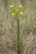 Chrysopsis gossypina subsp. hyssopifolia (Nutt.) J. C. Semple resmi