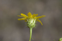 Chrysopsis gossypina subsp. hyssopifolia (Nutt.) J. C. Semple resmi