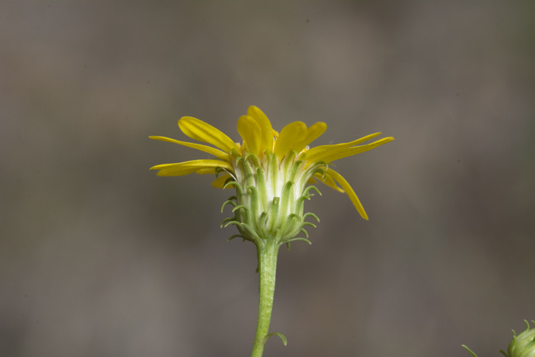 Chrysopsis gossypina subsp. hyssopifolia (Nutt.) J. C. Semple resmi