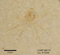 Image of arachnids